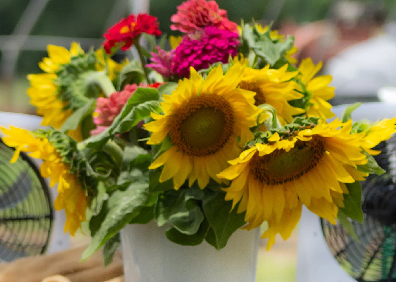 All About Sunflowers — The Sunflower Field